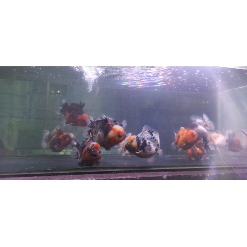 Hiasan aquarium koki panca warna murah