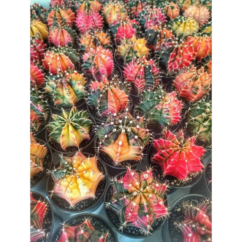 Kaktus Gymnocalicium Miha Variegata