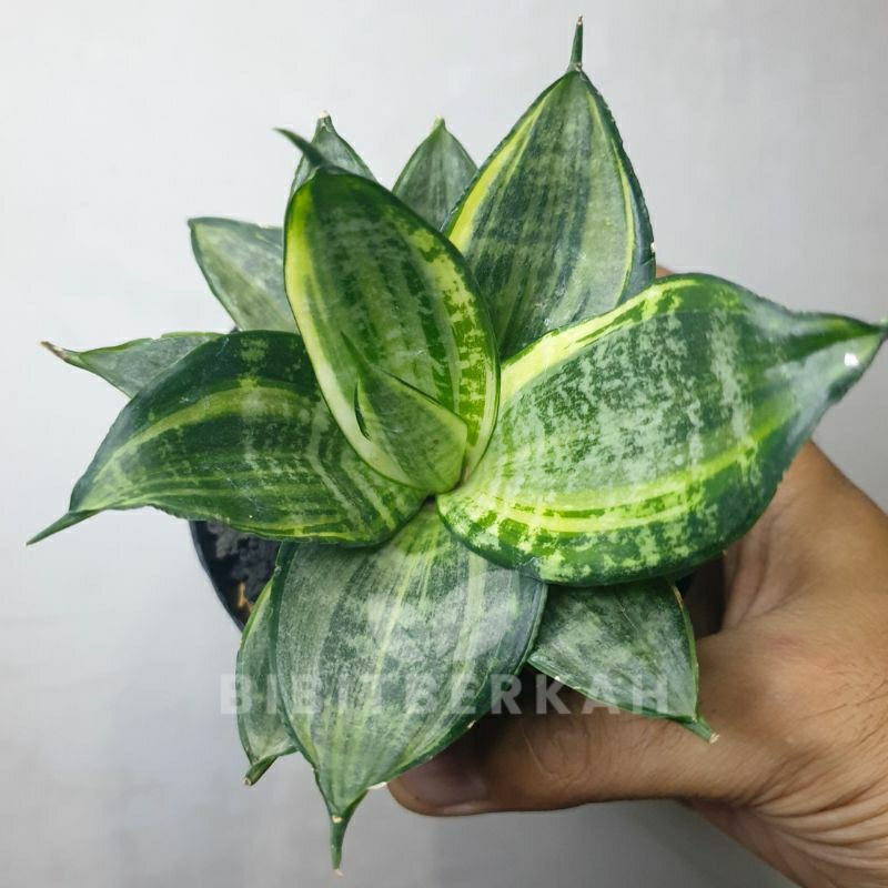 Sansevieria Silver Frost / Silver Cross - Tanaman Hias Sansivera Lidah Mertua