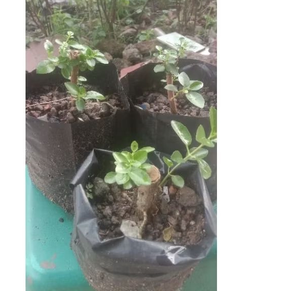 bibit bonsai sancang 3 pohon