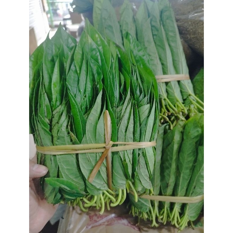 

Sirih Medan/Sirih karo 1pedi