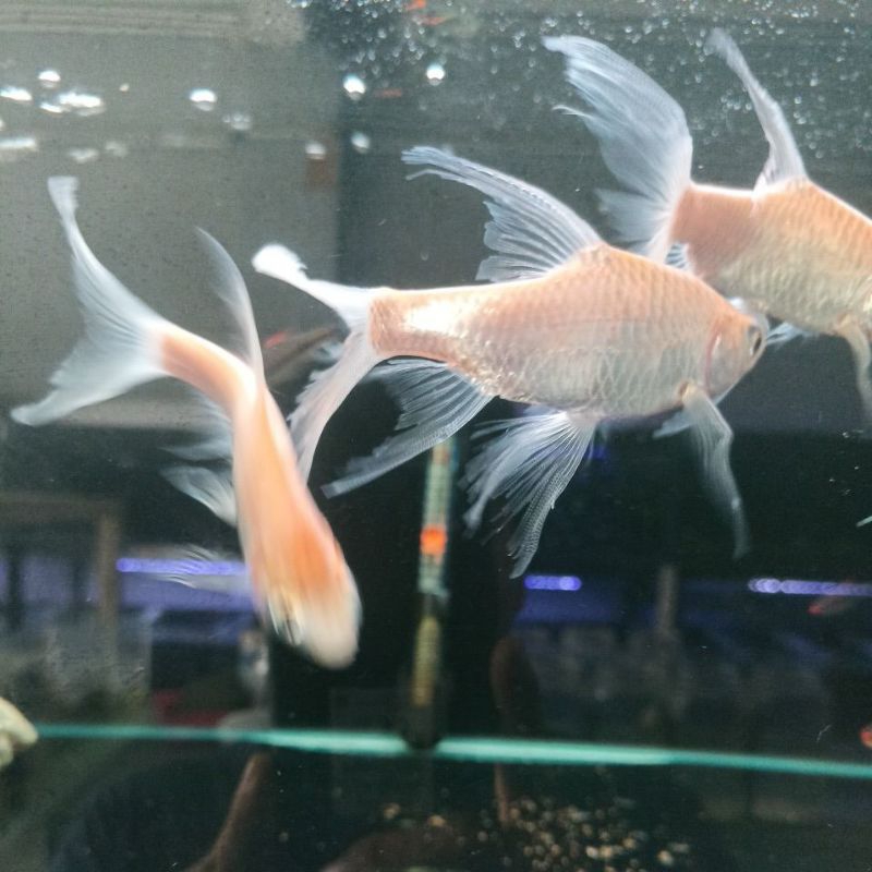 Ikan Kaviat Slayer 10cm