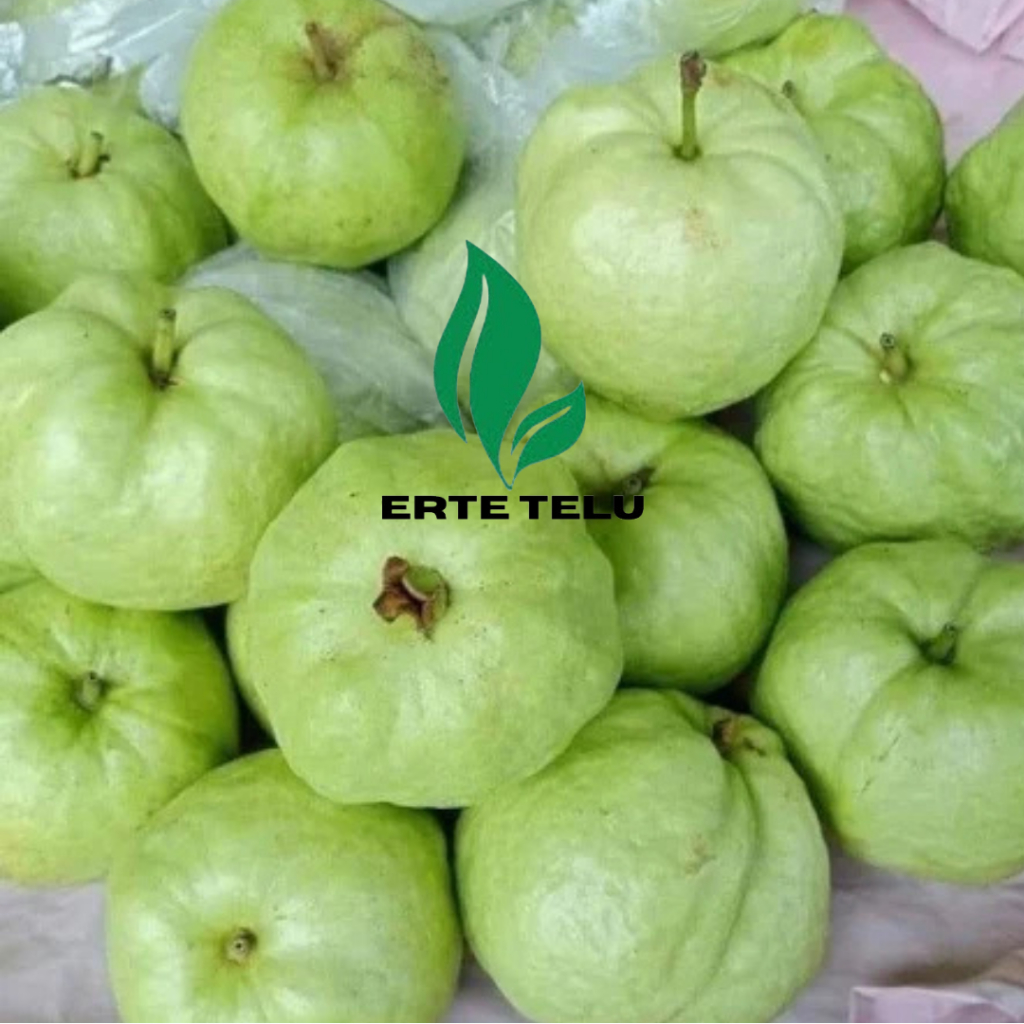 

Jambu Kristal kebumen 1kg isi 5-6 biji Jambu kristal manis non biji Jambu kristal fresh tanpa biji