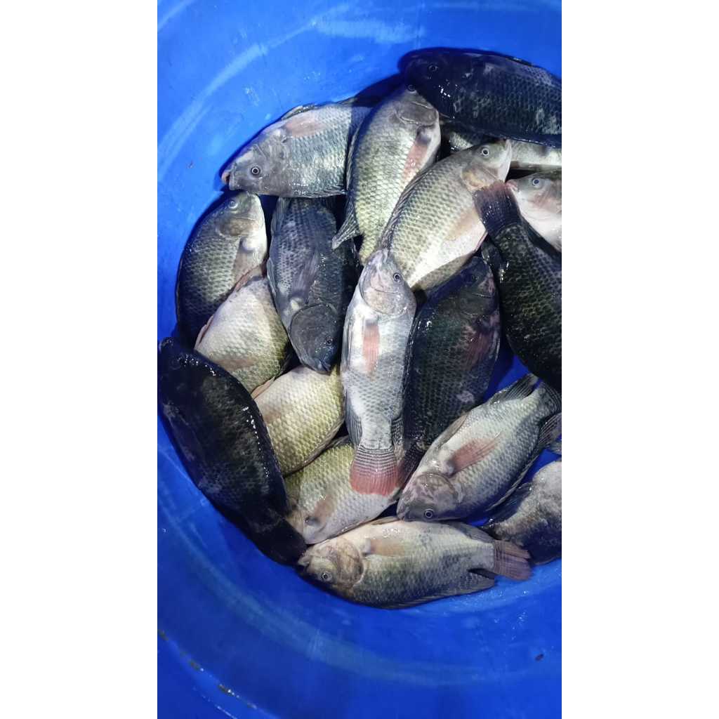 

IKAN MUJAIR 1KG