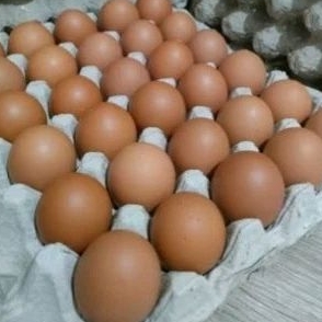 

TELUR FRESH ECERAN PER BUTIR UKURAN BESAR