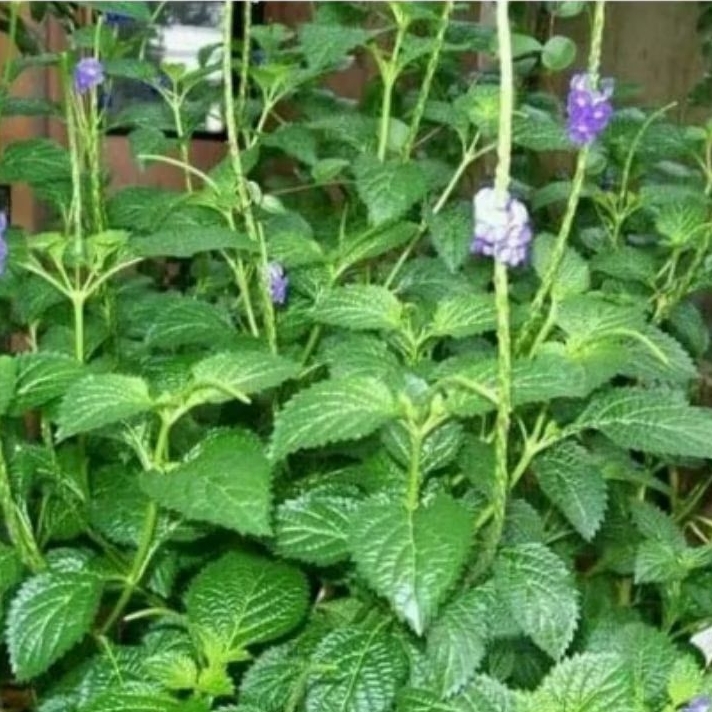 

DAUN JARONG/DAUN PECUT KUDA ISI 500 GRAM fresh