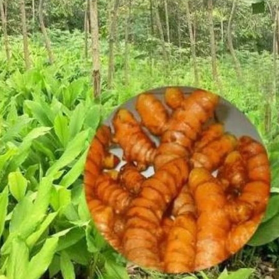 

DAUN KUNYIT/KUNIR ISI 1KG fresh