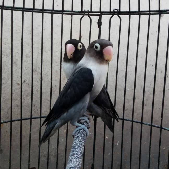 Burung Lovebird Batman Pilihan Sepasang Mulus Sehat