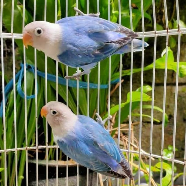 Burung Lovebird Biola Blue Sepasang