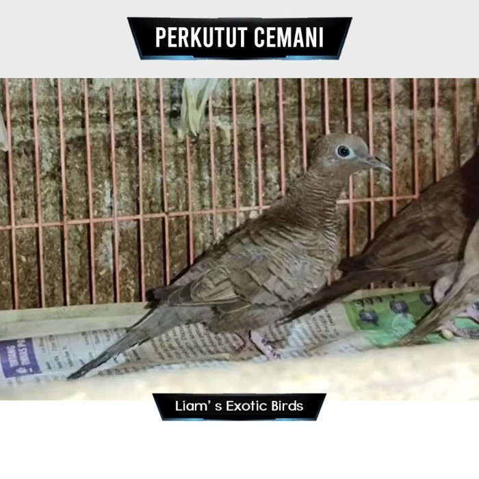 Burung Perkutut Cemani Usia Muda Bahan Rawatan