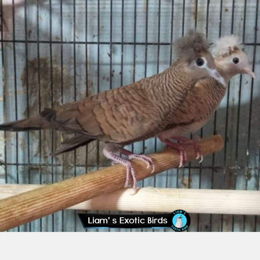 Burung Perkutut Cemani Jambul Katuranggan Songgo Ratu