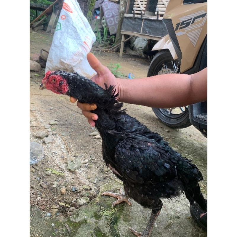 

Telur fertil ayam Bangkok Clasic pacek juara
