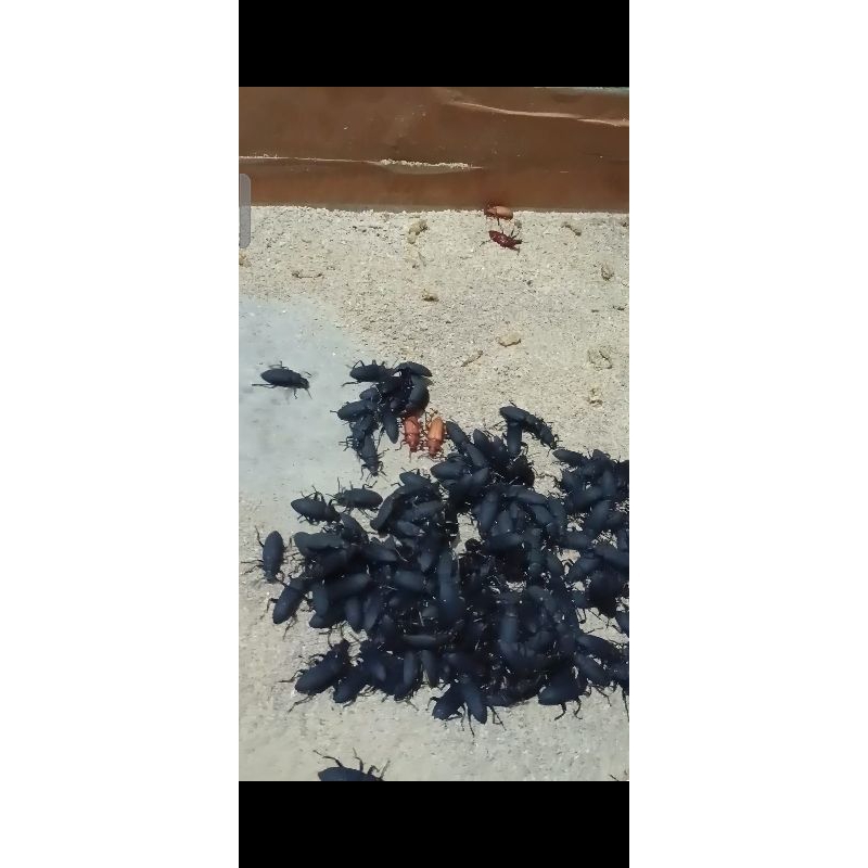 Kepik/kumbang ulat jerman fresh 100ekor+5ekor