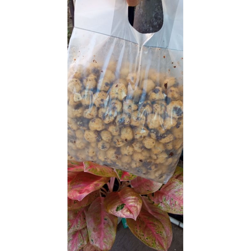 

SOES COKLAT RIJEK ( COKLAT MBLEBER)