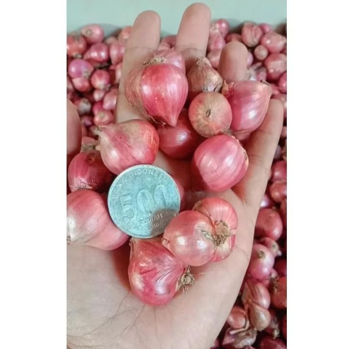 

bawang merah 5 kg