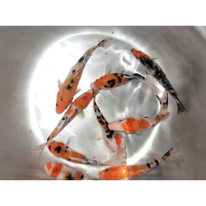 

Ikan koi
