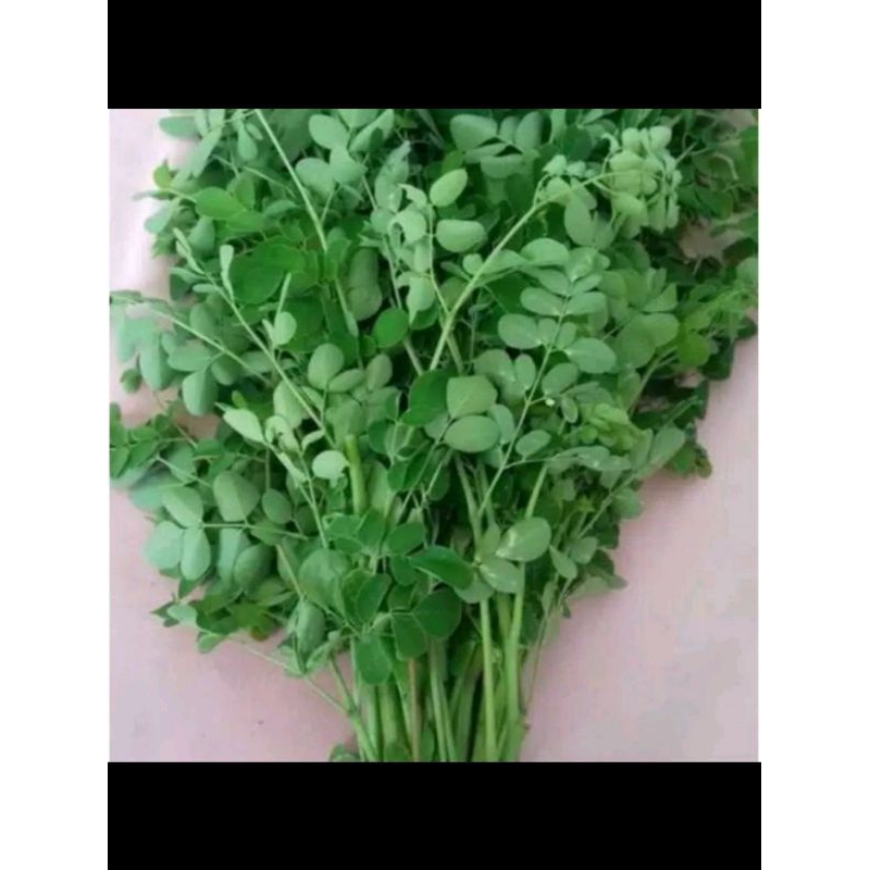 

daun kelor segar dadakan dan masih fresh per 250 gram