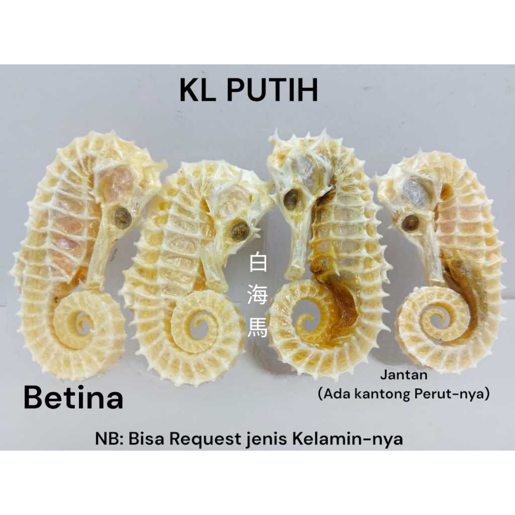 

1 Ekor Kud4 Laut Putih / Kuda / Laut Per Ekor Herbal 白海马 Kl Hai Ma Kering Super Laut - Haima
