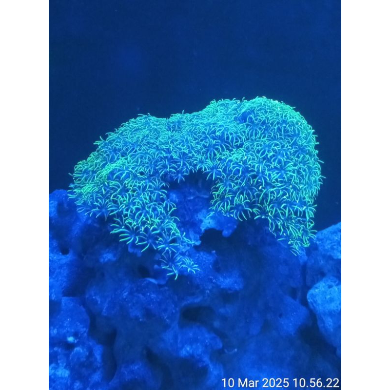 Polip Bintang Metalik Tanaman Laut Hiasan Aquarium Laut