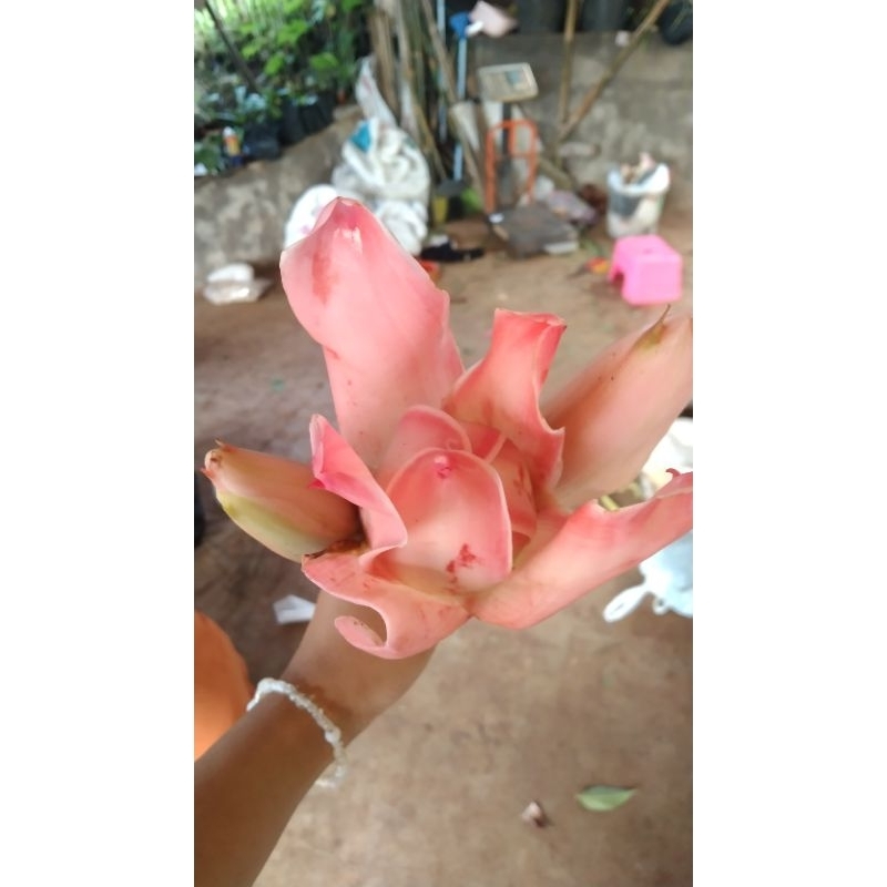 

Ready Bunga kecombrang comrang romeh penambah nafsu makan per 250 gram
