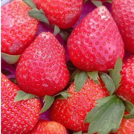 

Buah strawberry / strawberi grade A 500 gr