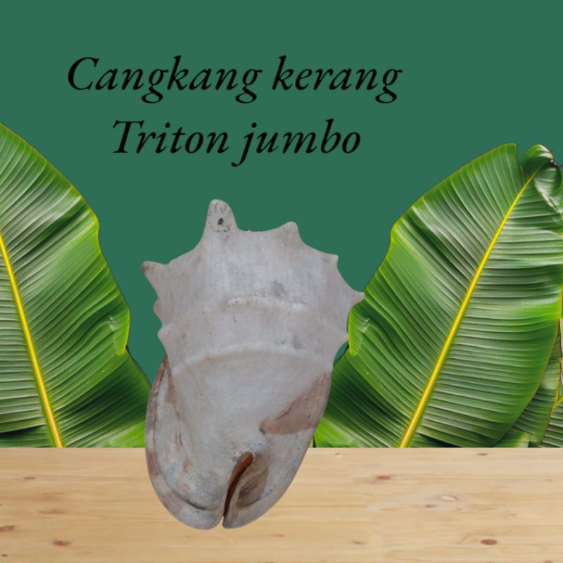 Cangkang Kerang Triton Jumbo