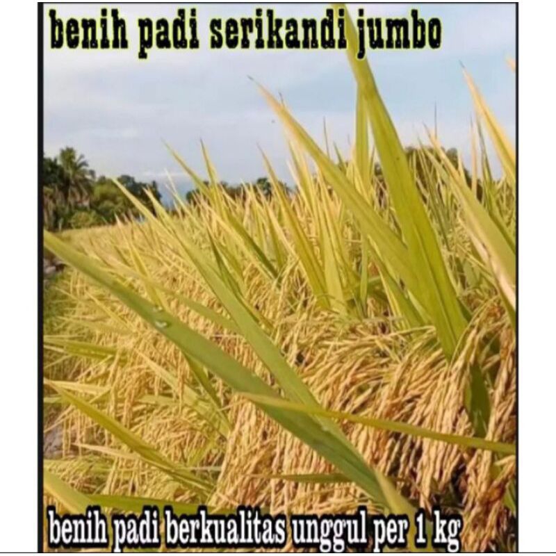 BENIH PADI SRIKANDI JUMBO 5KG