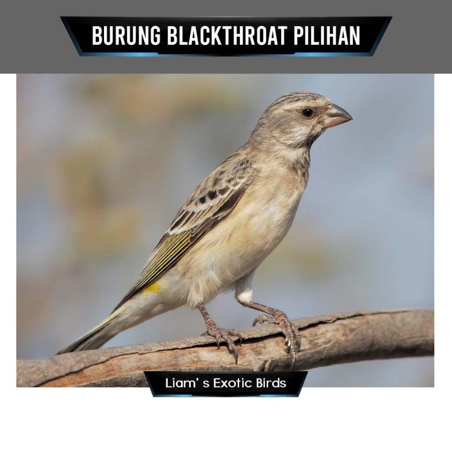 Burung Blackthroat Jantan Bergaransi