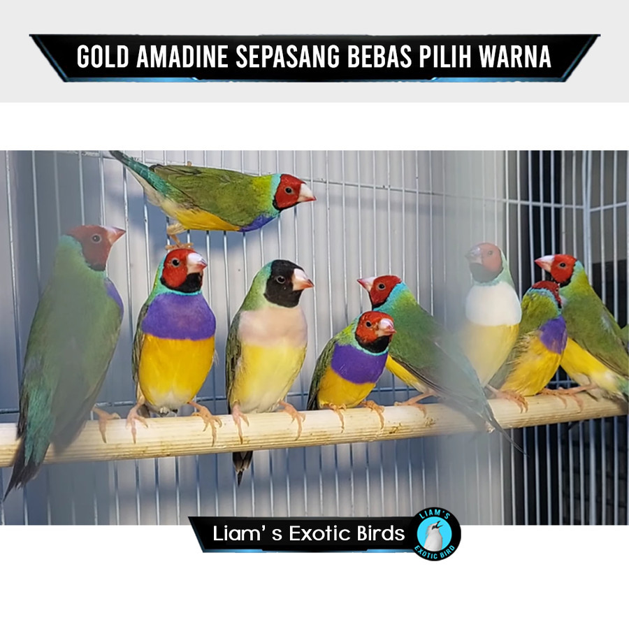 Burung Gould Amadine Finch Punggung Hijau Sepasang Siap Produksi
