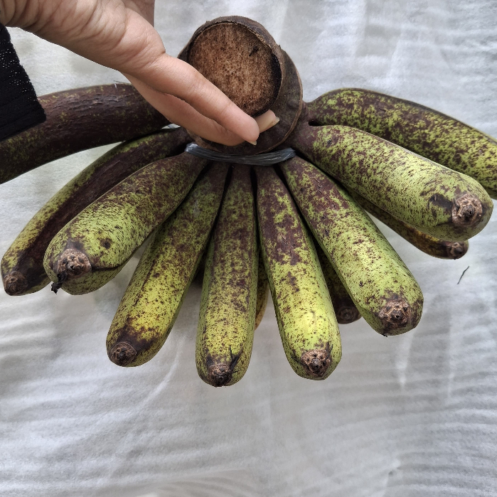 

Pisang Barangan Persisir