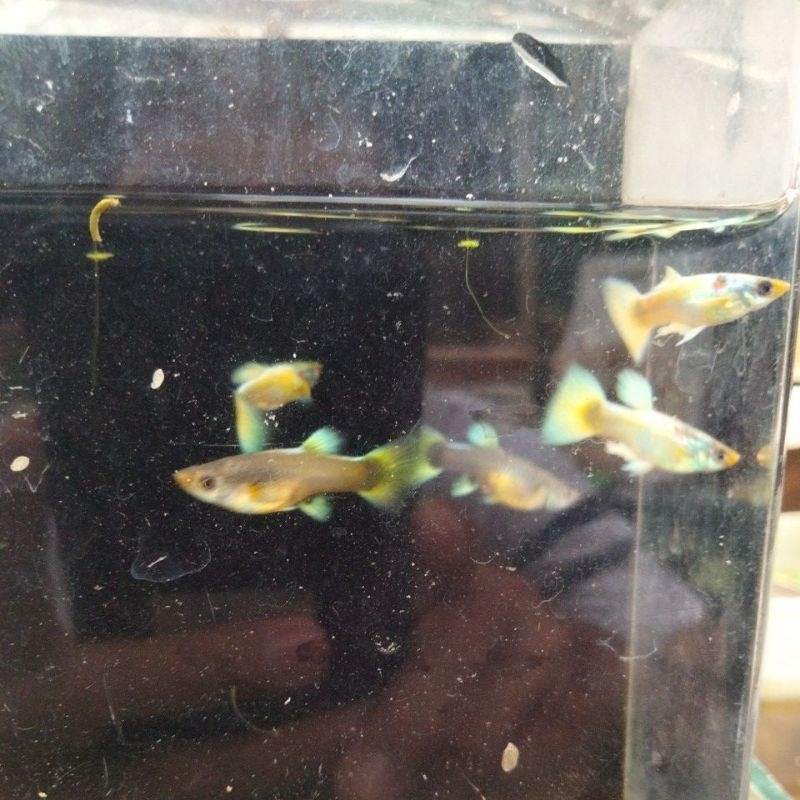 PAKET SEPASANG GUPPY FULL GOLD
