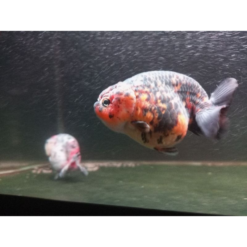 (Foto Asli) Koki Ranchu Tiger Premium Sortiran