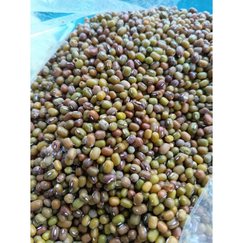 

kacang hijau 1 kg