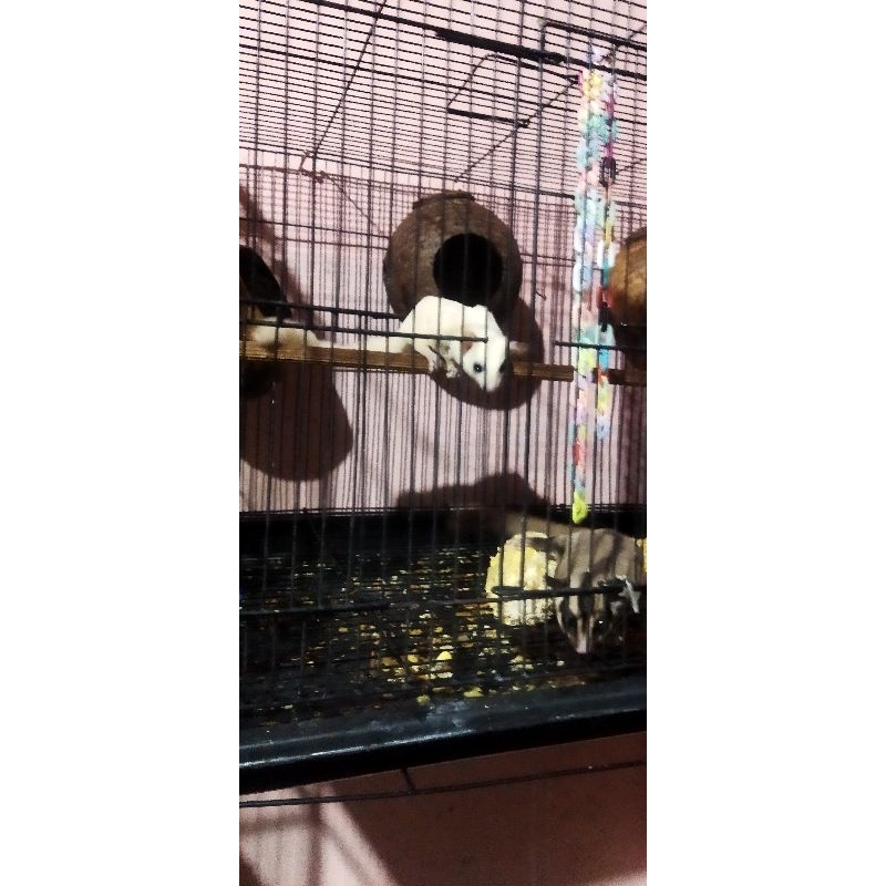 sugar glider leucistic