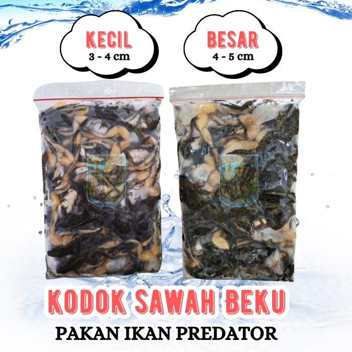 Kodok Sawah Beku Kodok Rawa Pakan Ikan Arwana 500gr Kodok Segar Pakan Ikan Predator Pakan Ikan Arowa