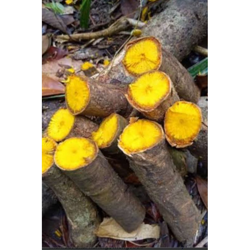 

New Promo AKAR KAYU KUNING /AKAR KI KONENG ASLI 1 KG