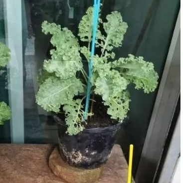 kale curly sayuran bibit