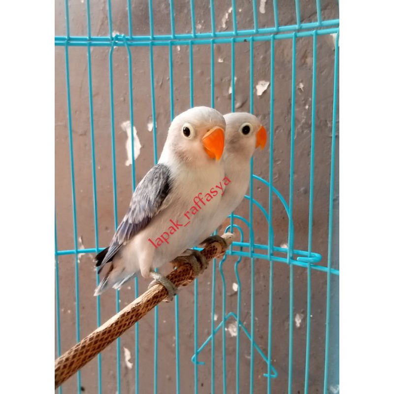 Lovebird biola euwing blue 1 ekor