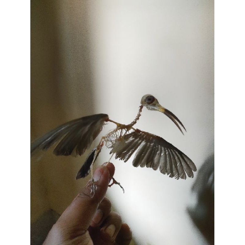 #663666 Taxidermy Awetan Skeleton Burung