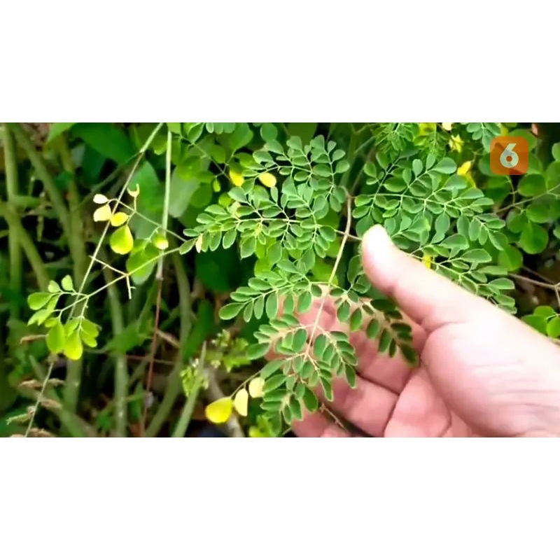 

DAUN KELOR fresh 250 gram
