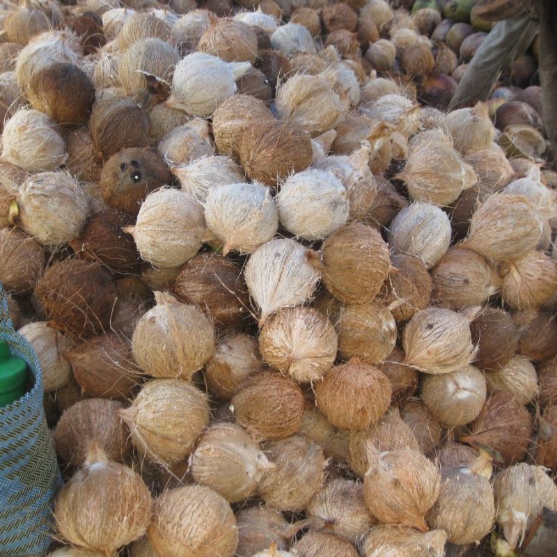 

kelapa tua buat santan perbutir, mantap menn bareuli