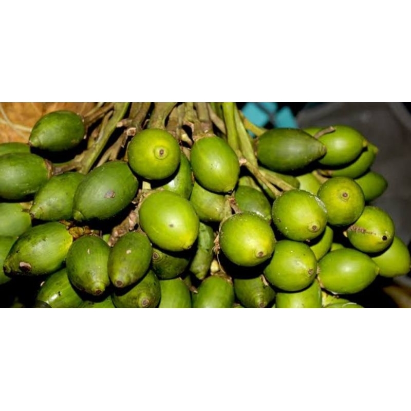 

buah pinang muda