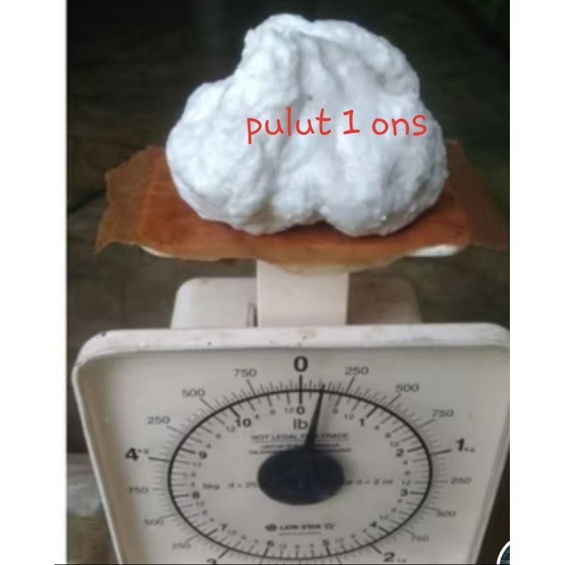 LEM PULUT JEBAK BURUNG  1 ONs