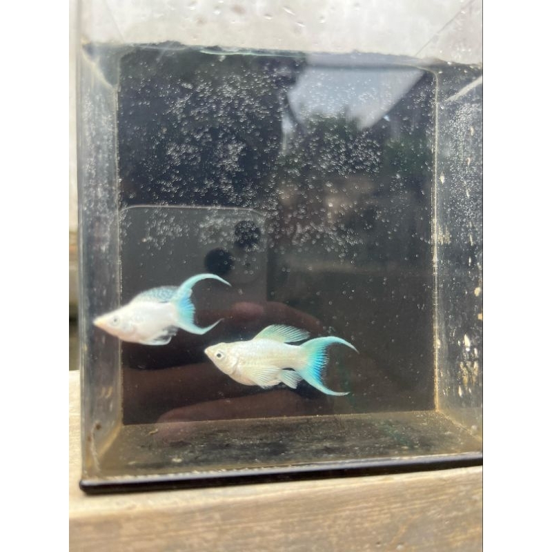 sepasang molly PLATINUM balon cawang lyretail