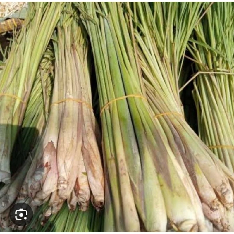 

BATANG SERE 1ikat besar( 8 ons)