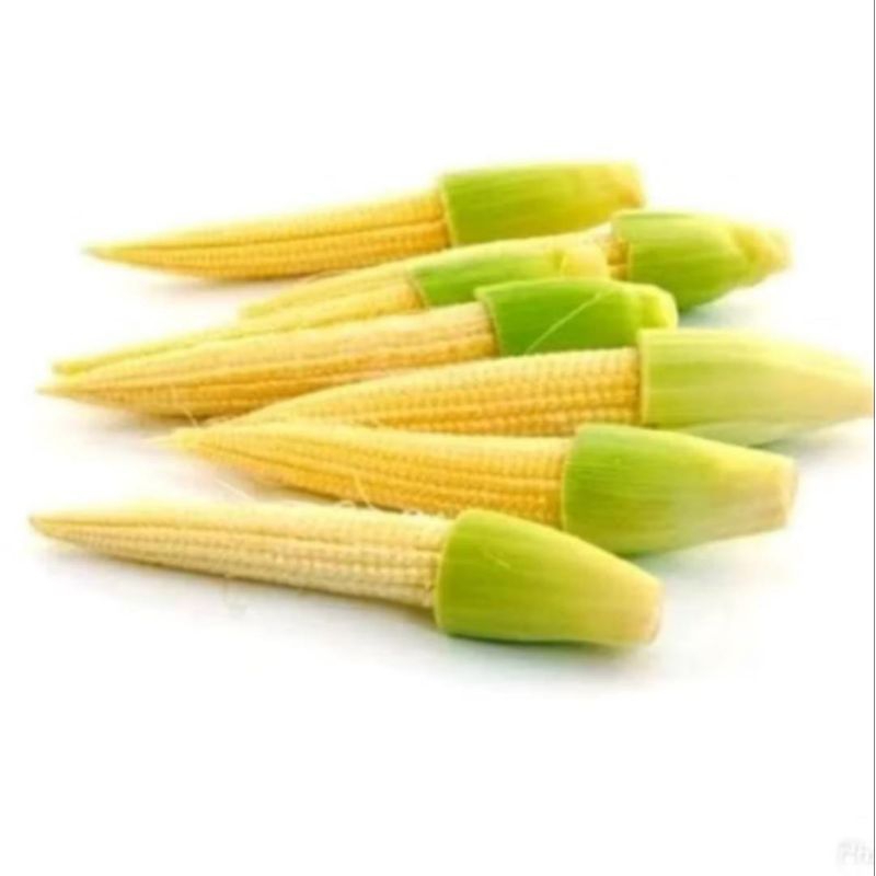 

Putren / Jagung Muda Segar 100 gram