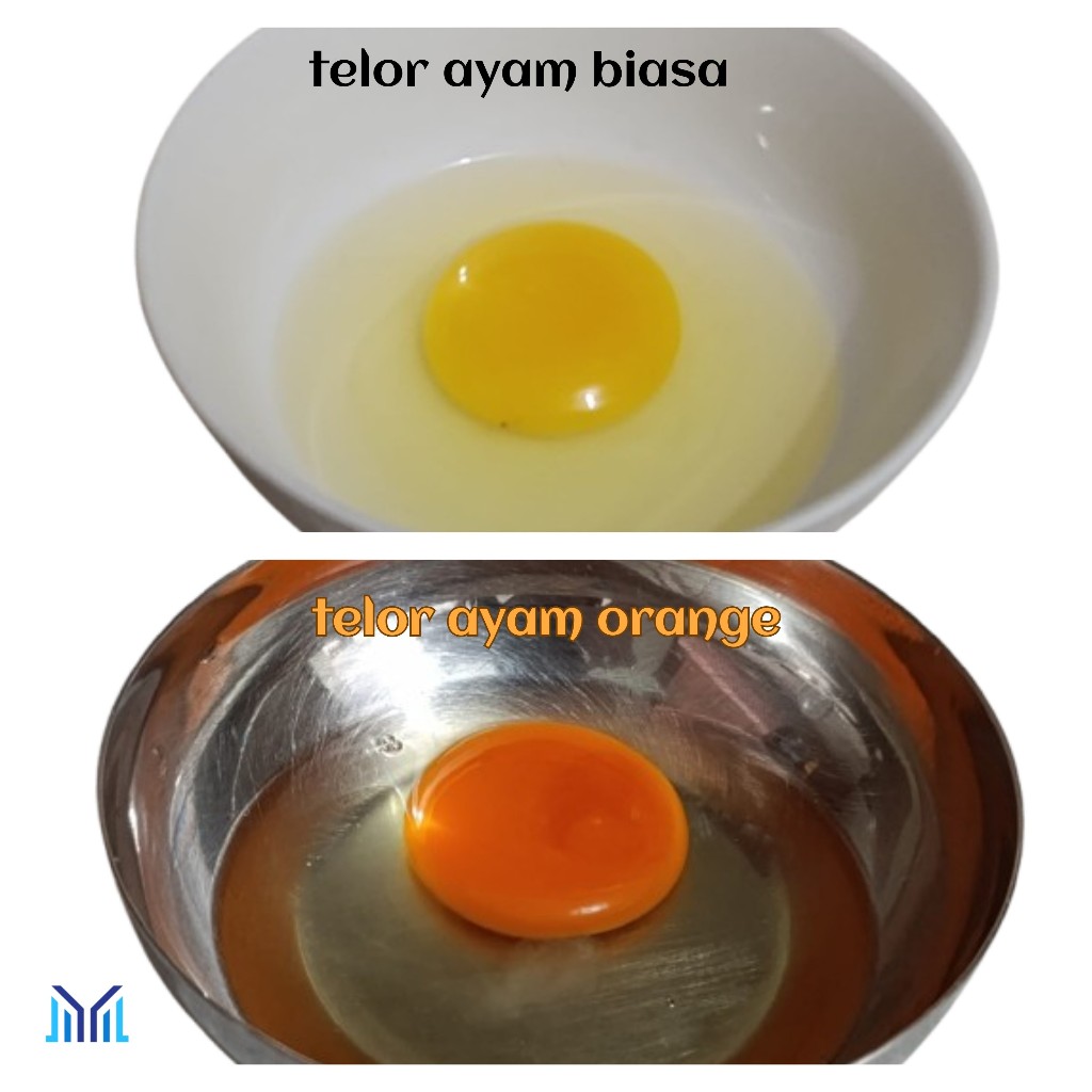 

Telur ayam orange isi 4 butir