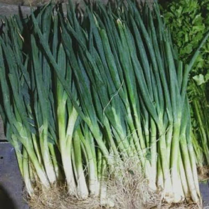 

daun Prei