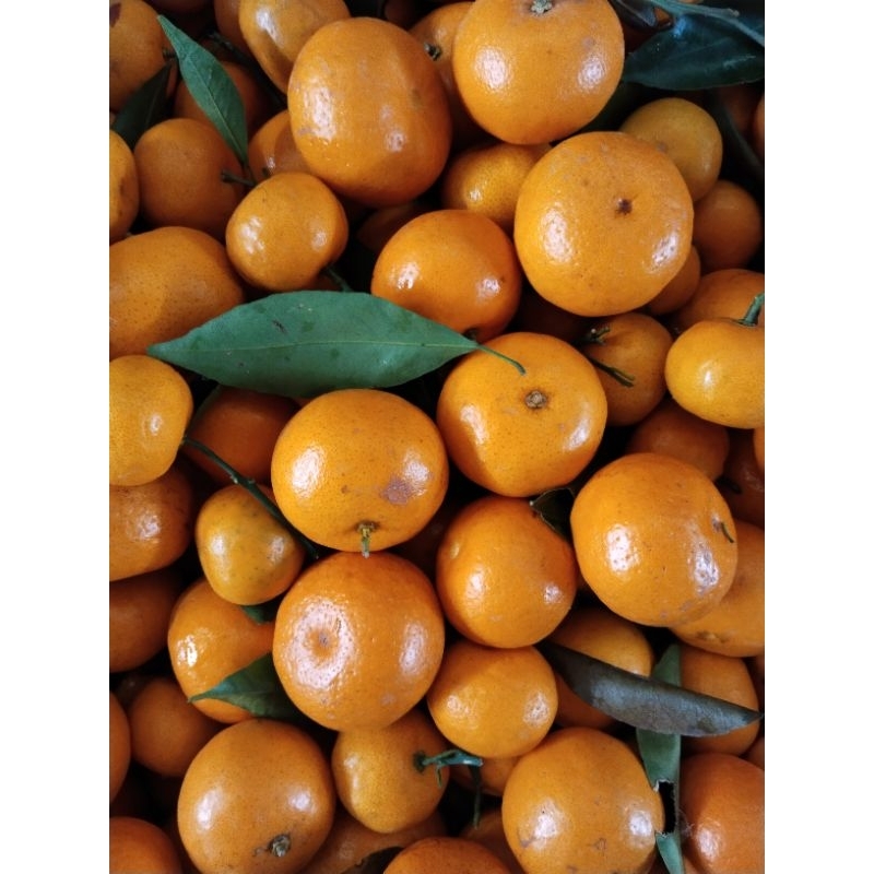 

jeruk santang manis kayak kamu