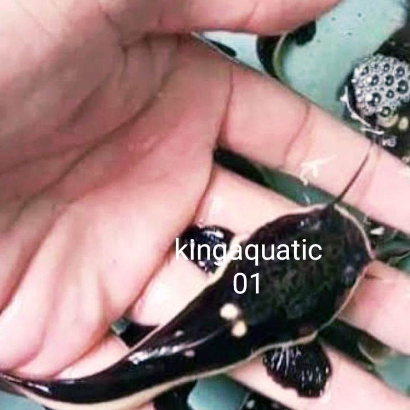 RTC atu lele amazon SIZE 8 CM BONUS PAKAN